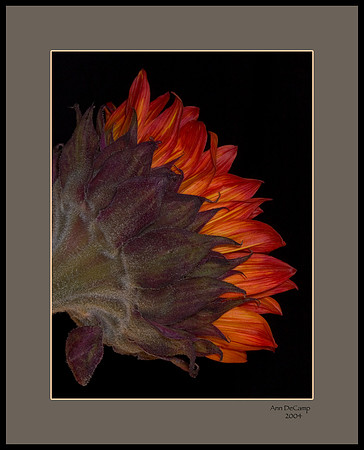 sunflower 4