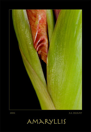 AED_2648amaryllis.jpg