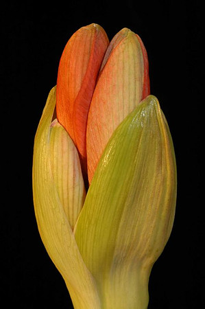 amaryllis