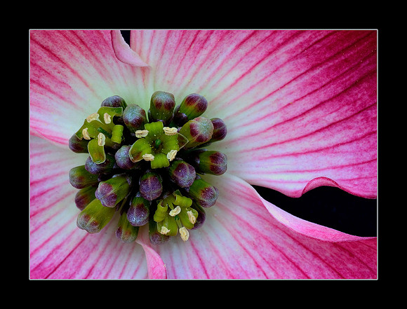 dogwood center