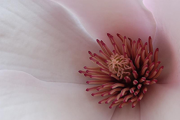 inside magnolia