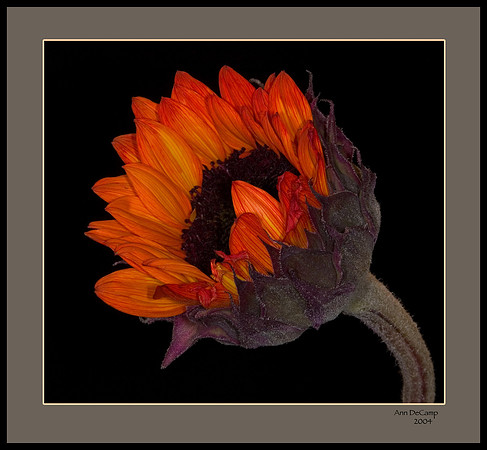 sunflower 1