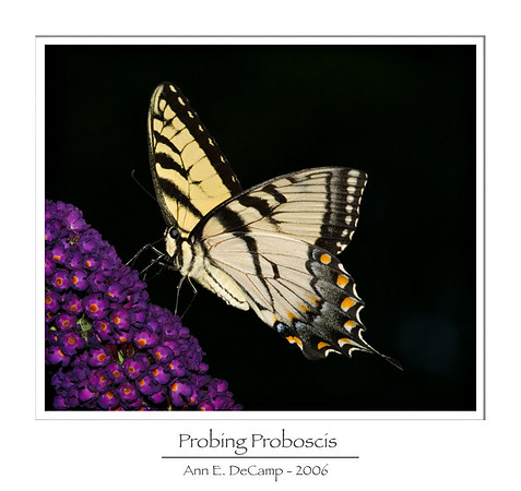 AD2_0521summer-frame.jpg
