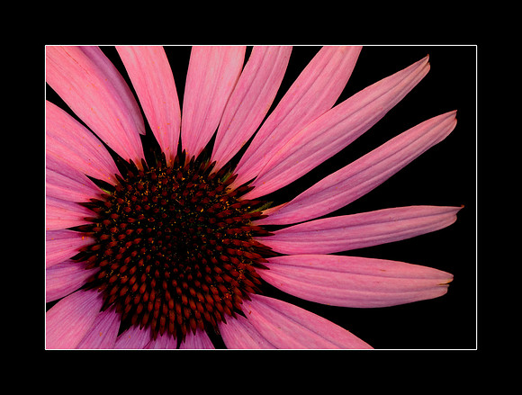 echinacea frontal