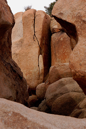 joshua tree 2
