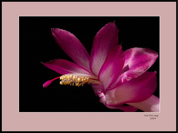 christmas cactus 1