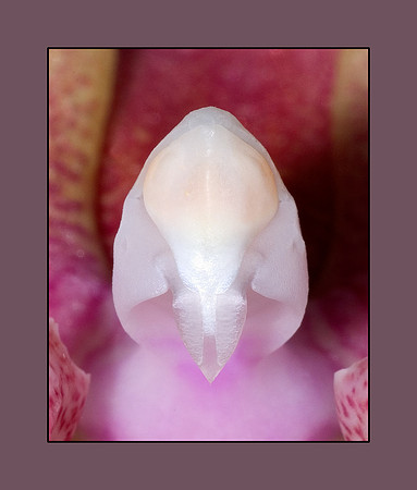 orchid
