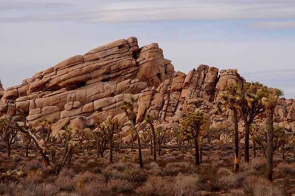 joshua tree3