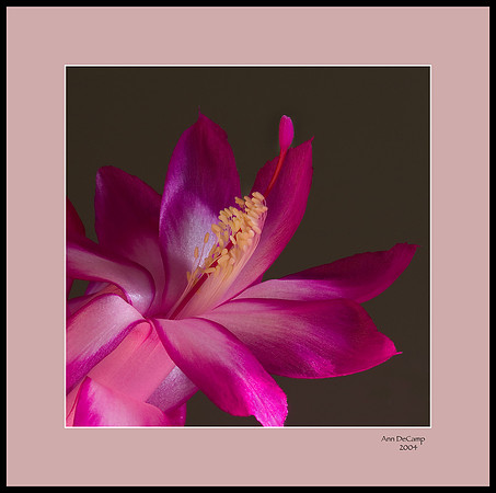 christmas cactus 2