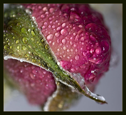 AED_0573_icy_rose-web-crop.jpg