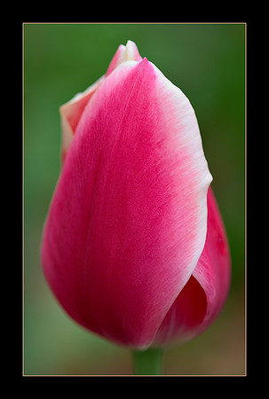 tulip