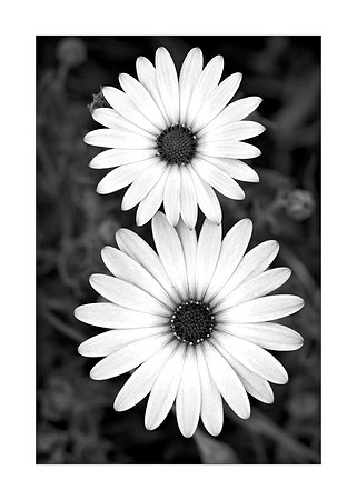 AD2_4771CA2007bw.jpg