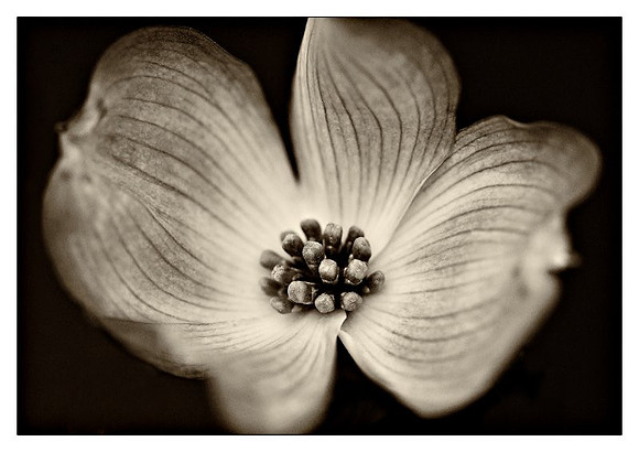 AD0_3466bw.jpg