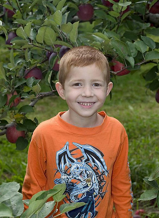 apple picking