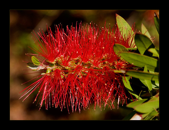 red-flower.jpg