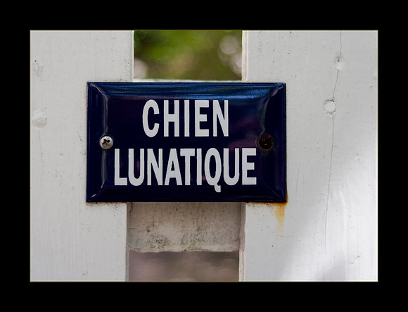 chien lunatique