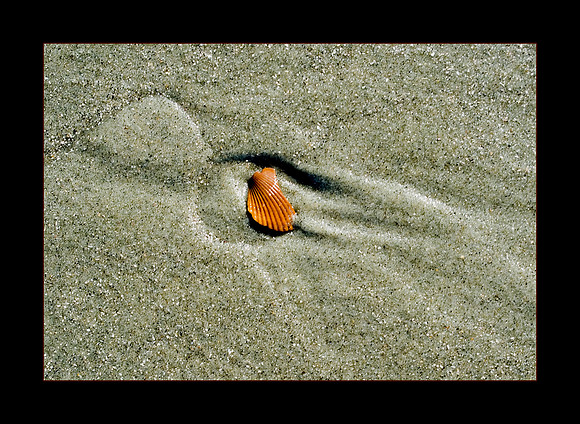 broken-shell.jpg