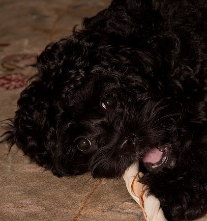 lucy at 14 weeks