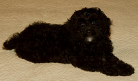lucy on her first day home