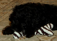 zebra bone