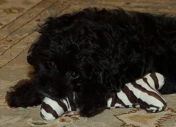zebra bone