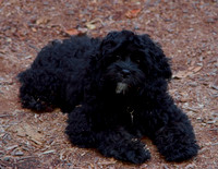 18 weeks old