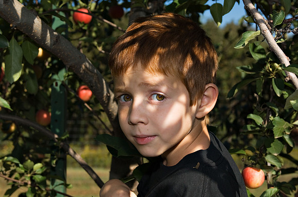DSC_8257apple-picking.jpg