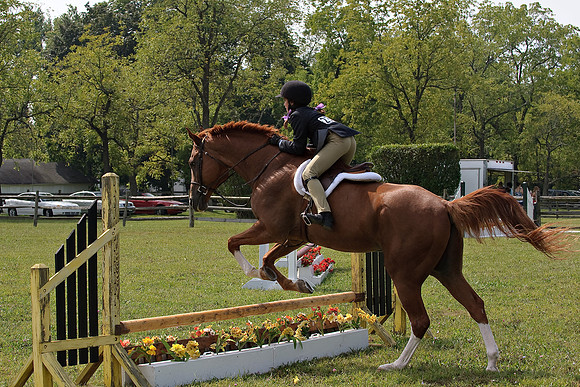 AD0_9962horse_show.jpg