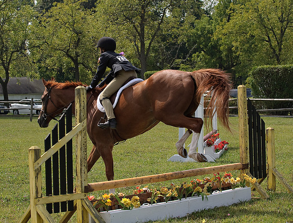 AD0_9964horse_show.jpg
