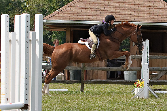 AD0_9955horse_show.jpg