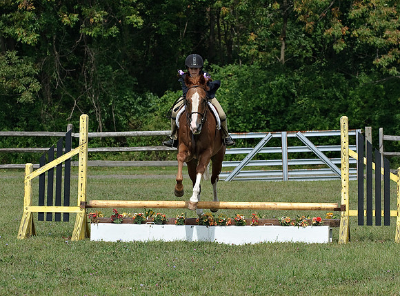 AD0_9911horse_show.jpg