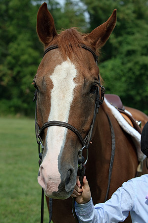 AD0_9663horse_show.jpg