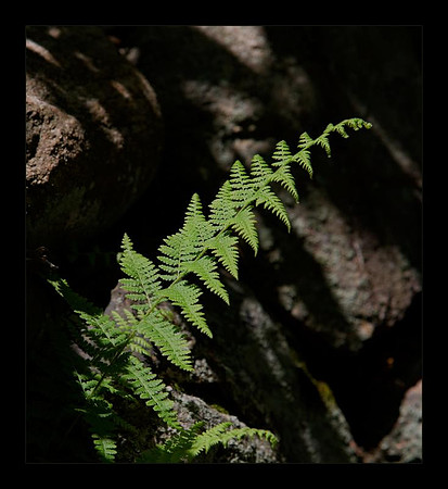 Ferns