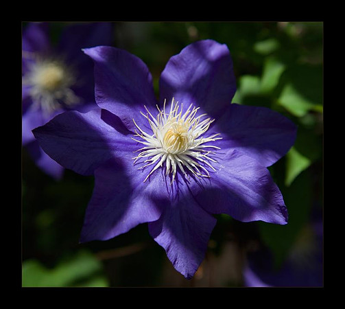 dappled light clematis