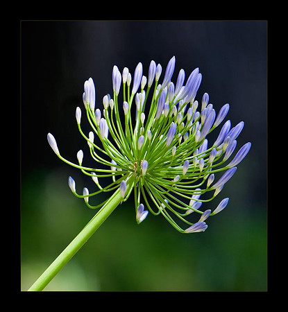 blue lily