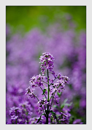 purple