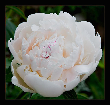 peony