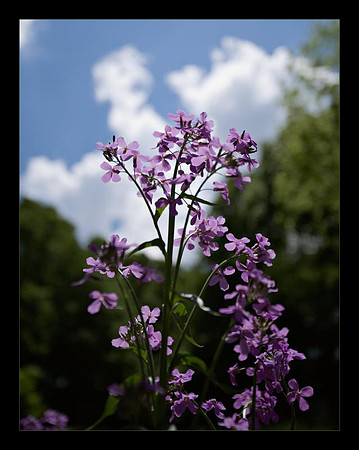 flowers and sky