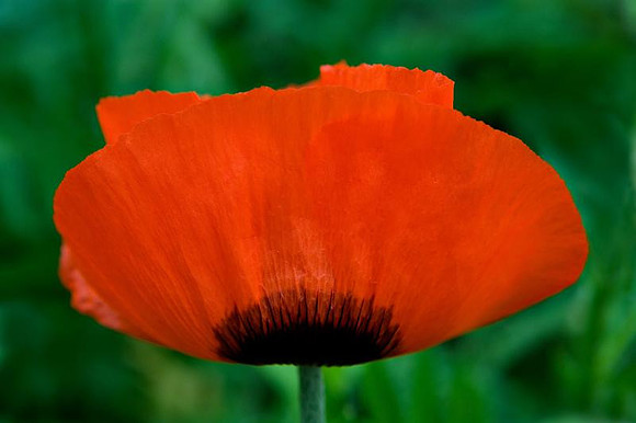 poppy