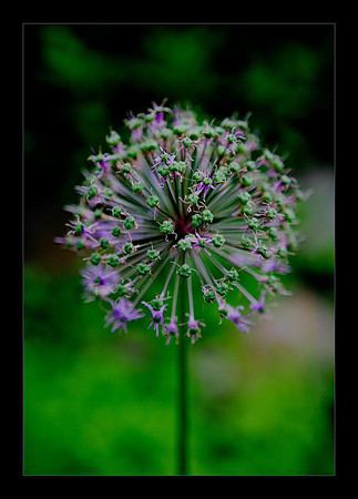 allium