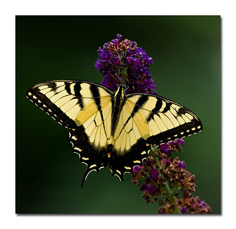 butterfly-2.jpg