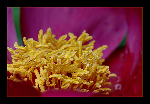 peony anthers