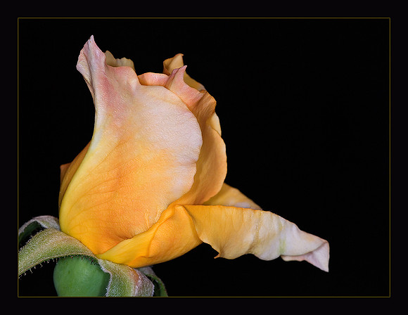 autumn sunset rose-1