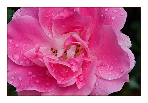 pink garden rose