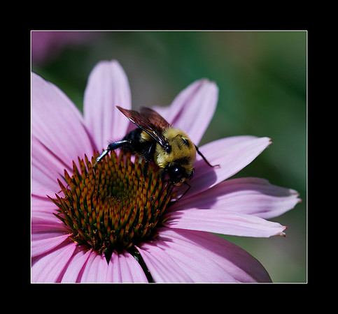 mr-bee-2.jpg