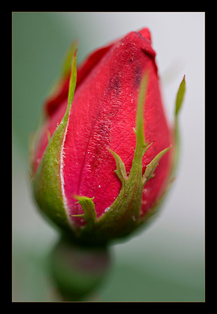 soft rose rainy day