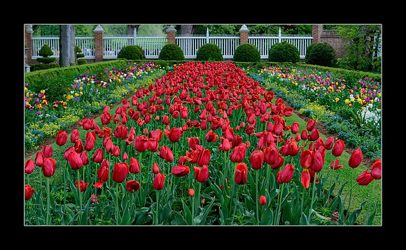 tulip2.jpg