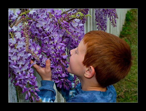 wisteria.jpg