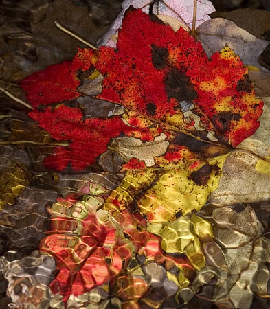 leaf 9