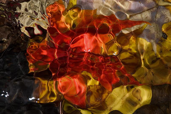 Underwater leaves - diffused colors 1